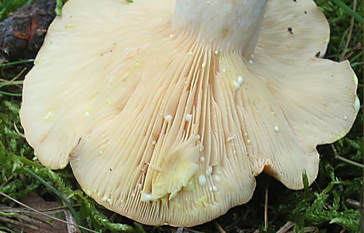 Kleine Lactarius Exkursion
